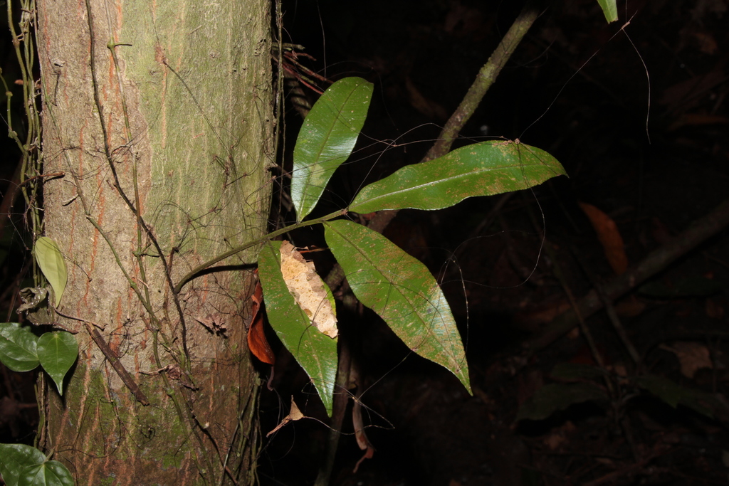 Teratophyllum ludens (Teratophyllum ludens)