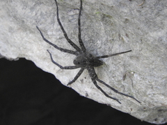 Dolomedes holti