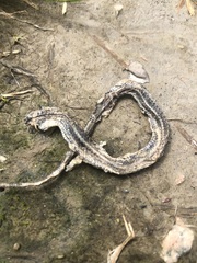 Thamnophis elegans
