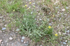 Achillea filipendulina