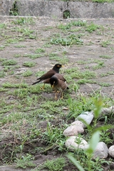 Acridotheres tristis