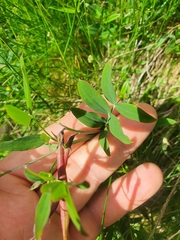 Lathyrus linifolius