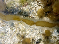 Asperococcus fistulosus