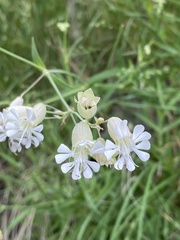 Silene vulgaris