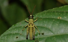 Ommatolampis perspicillata