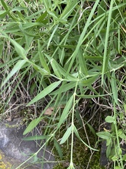 Silene vulgaris