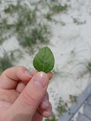 Crocanthemum carolinianum
