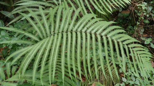 Jeweled maiden fern