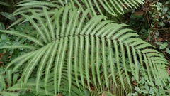 Jeweled maiden fern