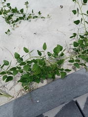 Crocanthemum carolinianum