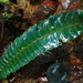 Lindsaea doryphora - Photo (c) Clivid, algunos derechos reservados (CC BY-ND)