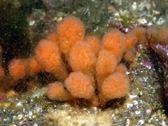 Aplidium punctum