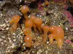 Aplidium punctum