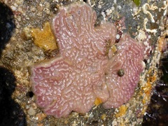 Botrylloides leachii