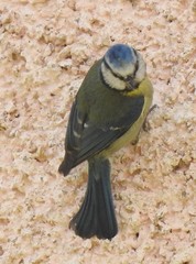 Cyanistes caeruleus