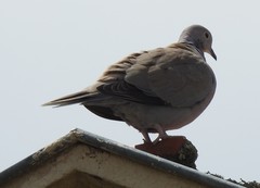 Streptopelia decaocto