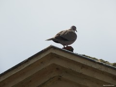 Streptopelia decaocto