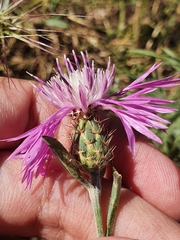 Centaurea napifolia