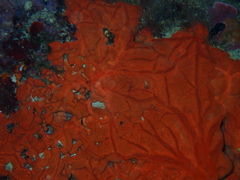 Spirastrella cunctatrix