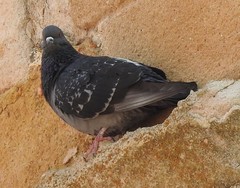 Columba livia domestica