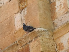 Columba livia domestica