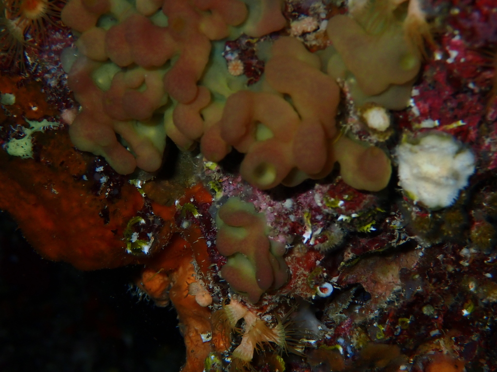 Oscarella imperialis