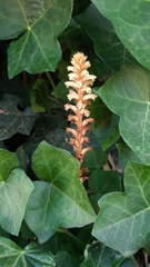 Orobanche hederae