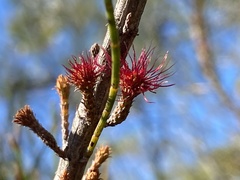 Allocasuarina emuina