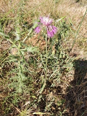 Centaurea napifolia