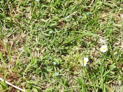 Bellis perennis