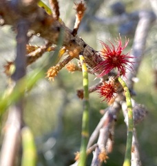 Allocasuarina emuina