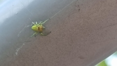 Araniella cucurbitina