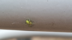 Araniella cucurbitina