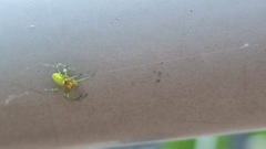 Araniella cucurbitina