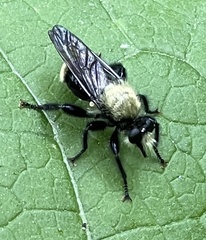 Laphria divisor