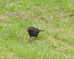 Turdus merula