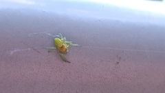 Araniella cucurbitina