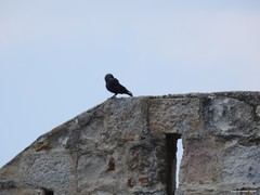 Corvus monedula