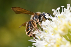 Andrena astragali