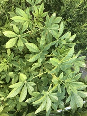 Cleome spinosa