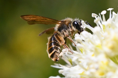 Andrena astragali