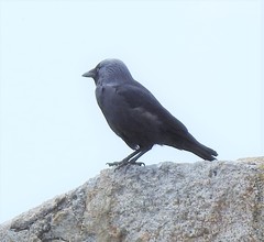 Corvus monedula