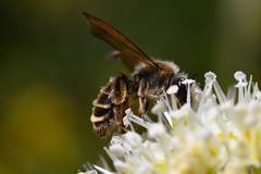 Andrena astragali