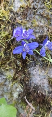 Delphinium madrense