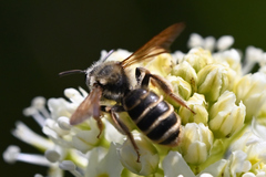 Andrena astragali