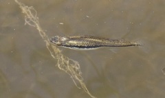 Fundulus notatus
