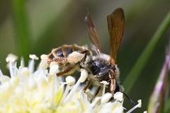 Andrena astragali