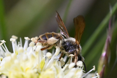 Andrena astragali