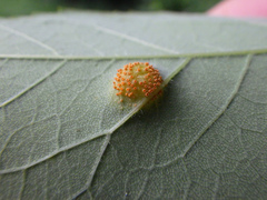 Puccinia sparganioidis