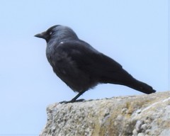 Corvus monedula